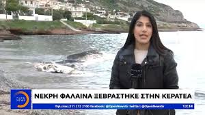 Συναγερμό στην πυροσβεστική έχει προκαλέσει πυρκαγιά που εκδηλώθηκε πριν από λίγο σε δασική έκταση κοντά στην περιοχή ρουμουντί του δήμου λαυρεωτικής στην κερατέα. Nekrh Falaina 3ebrasthke Sthn Keratea Meshmeriano Deltio 29 11 2019 Open Tv Youtube
