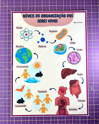 Níveis de Organização dos Seres Vivos – Cartaz – Sua Loja de Atividades  Pedagógicas – Prof. Jocélio