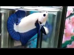Blue rim—nama cupang mahal itu— lahir dari hasil perkawinan acak cupang solid putih dan biru. Ikan Cupang Blue Rim Yang Bagus Youtube