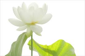 White Lotus Flower And Backlit Leaf On White Background Dd0a0499 1000 White Lotus Flower Lotus Flower Flowers