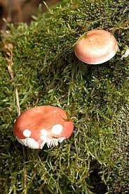 Image result for Russula perlactea