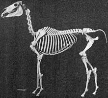 Arabian horse, earliest improved breed of horse, valued for its speed, stamina, beauty, intelligence, and gentleness. Arabian Horse Wikipedia