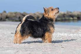 Our kennel situated in 20 kilometers from moscow. Norwich Terrier Rassebeschreibung Adressen Und Viele Fotos