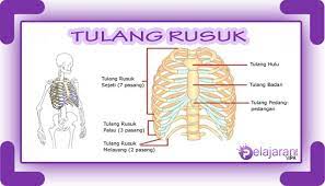 Check spelling or type a new query. Tulang Rusuk Manusia Terlengkap Pengertian Struktur Anatomi Dan Fungsi Tulang Rusuk Ilmu Pengetahuan Alam Ipa