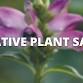 St. Joseph Native Plant Sale