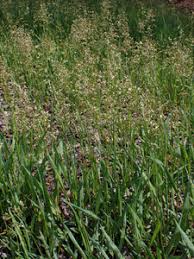 Image result for Hunteria myriantha