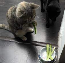 Maybe you would like to learn more about one of these? So Cute How She Eats Zucchinis Cats Crazy Cats Cute Cats