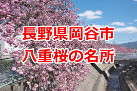 都道府県を選択 北海道 青森県 岩手県 宮城県 秋田県 山形県 福島県 茨城県 栃木県 群馬県 埼玉県 千葉県 東京都 神奈川県 新潟県 富山県 石川県 福井県 山. é•·é‡ŽçœŒå²¡è°·å¸‚ã«ã‚ã‚‹å…«é‡æ¡œã®åæ‰€ è«è¨ªã®å›½å…¬å¼ã‚¢ãƒ³ãƒã‚µãƒ€ãƒ¼ ã¨ãã¨ã¿ã¶ã‚ã