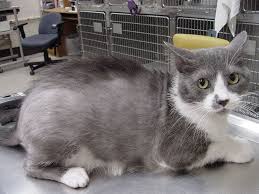 Cats can be hypersensitive to fleas' saliva when they bite, causing a condition called flea allergy dermatitis, one of the most common causes of itchiness in with severe flea infestations, the home and surrounding outdoor areas should be treated for fleas along with your cat, to eliminate the entire. Flea Allergy Dermatitis Brandon Park Veterinary Hospital
