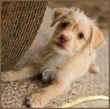 Check spelling or type a new query. Full Grown White Chihuahua Poodle Mix Pets Lovers