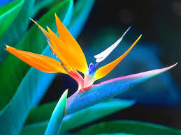 Tropical Birds Of Paradise Wallpaper Image Uploaded By Angela Anusbigian Find Images And Videos About Flowers Orange And Paradis With Images Birds Of Paradise Plant Paradise Flowers Birds Of Paradise Flower
