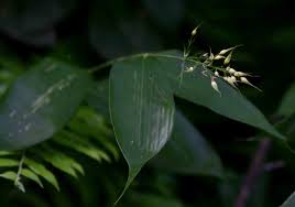 Image result for Olyra latifolia