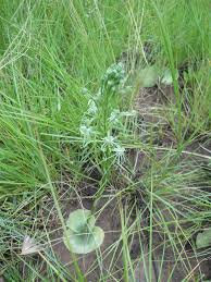 Image result for Habenaria cirrhata