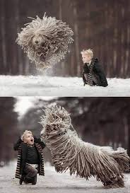 Image result for Komondor