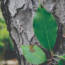 Image result for Prunus serotina