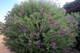 Image result for Polygala marensis