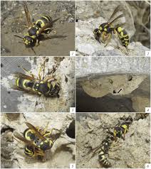 It can be adjust to make one any size by adding or subtracting rows. The First Data On The Bionomics Of The Solitary Wasp Euodynerus Fastidiosus De Saussure Hymenoptera Vespidae Eumeninae Springerlink