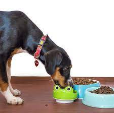 How Long Can Dogs Go Without Food One Top Dog