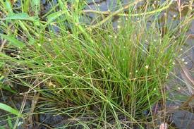 Image result for Eleocharis geniculata
