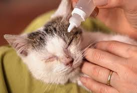 We did not find results for: 8 Ubat Sakit Mata Kucing Terbaik Malaysia 2021 Infosantai