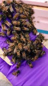 Check spelling or type a new query. Beehive Removal For Free Melbourne Australia Home Facebook