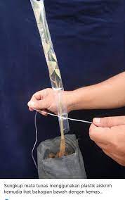 Di malaysia, cara yang biasa digunakan ialah dengan menyediakan anak pokok didalam polibeg yang seterusnya dicantum dan dibesarkan sehingga mencapai spesifikasi yang ditetapkan (malaysian standard). Cantuman Anak Pokok Durian Cara Ini Berjaya 100 Impiana