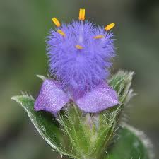 Image result for Cyanotis