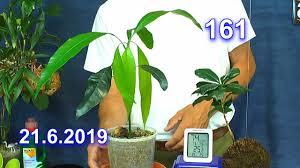 Manche arten sind immergrün, andere ziehen zu ungünstigen jahreszeiten ihr laub ein. Mango Wachst Jetzt Sehr Gut Die Tanzende Pflanze Mit Etwas Problemen Und Mehr Aus Der Welt Der Exote Youtube