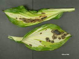 Jan 21, 2021 · philodendron diseases. Why Is My Hosta Foliage Turning Brown Chicago Botanic Garden