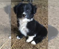 Find local australian shepherd dog puppies for sale and dogs for adoption near you. View Ad Miniature Australian Shepherd Puppy For Sale Near Arkansas Briggsville Usa Adn 200244