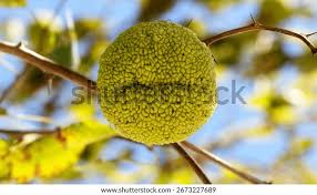 Image result for Maclura