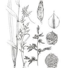 Image result for Scleria catophylla