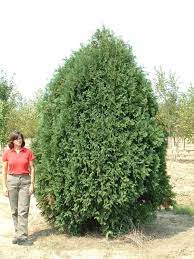 Techny Mission Arborvitae A Pyramid Form With Dark Green Foliage Makes It Excellent As A Tall Hedge Arborvitae Evergreen Hedge Garden On A Hill