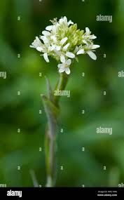 Image result for Turritis glabra