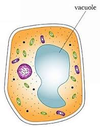 We did not find results for: Vacuole Animal Cell Biology Projects Cell Parts