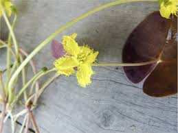 Image result for Nymphoides milnei