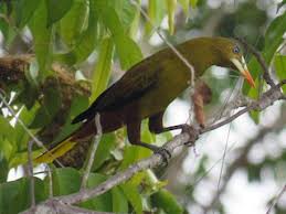 Image result for Ozoroa viridis