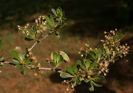 Image result for Terminalia randii