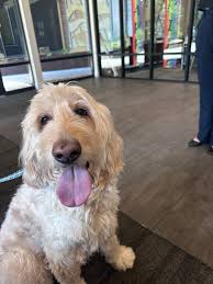 Lost dog found in South Lake Union