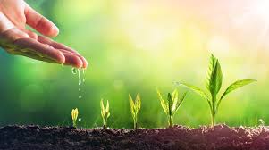 Our focus will be on the fifth function. Magnesium Why Is It Important For Plant Growth Smart Farming Nutrient Testing Agrocares