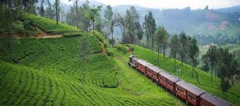 Tea plantations in sri lanka. History Of Tea Estates In Sri Lanka Tea Plantations In Sri Lanka Dilmah Community