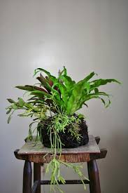 Birds Nest Fern Cats The Rainforest Garden Make A Living Mistletoe Kissing Ball Plants Indoor Plants Bird Nest Fern