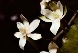 Image result for Aerangis collum-cygni