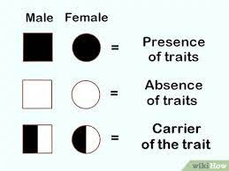 3 Ways To Read Pedigrees Wikihow