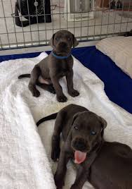 This is a list of great dane breeders and many have been involved in this breed for over 30 years. Akc Blue Great Dane Puppies For Sale 2 Females 1 Male 800 00 Rich 561 876 5261 Great Dane Puppy Great Dane Dane Puppies
