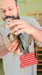 Dragon 🐉🐲 1 month, 3 months chicks for sale. Pure ring birds chicks.  Healthy and active. Location moghalpura Lahore. Cargo available for all  Pakistan. 03034000898.