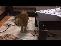 google 3d ile hayvanlari evinize getirin google 3d teknolojisi ile hayvanlar nasil yapilir youtube