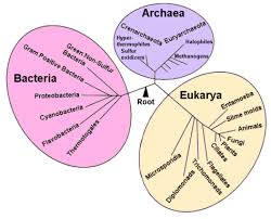 Tree Of Life Showing Three Domains Of Life And A Common Ancestor Domain Biology Microbiology Biology