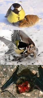 Great tits are known to eat the brains of bats, Mice and other birds their  size. : r/natureismetal