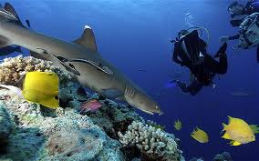 Pin By Sue On Places I D Like To Go Great Barrier Reef Underwater Life Wonders Of The World